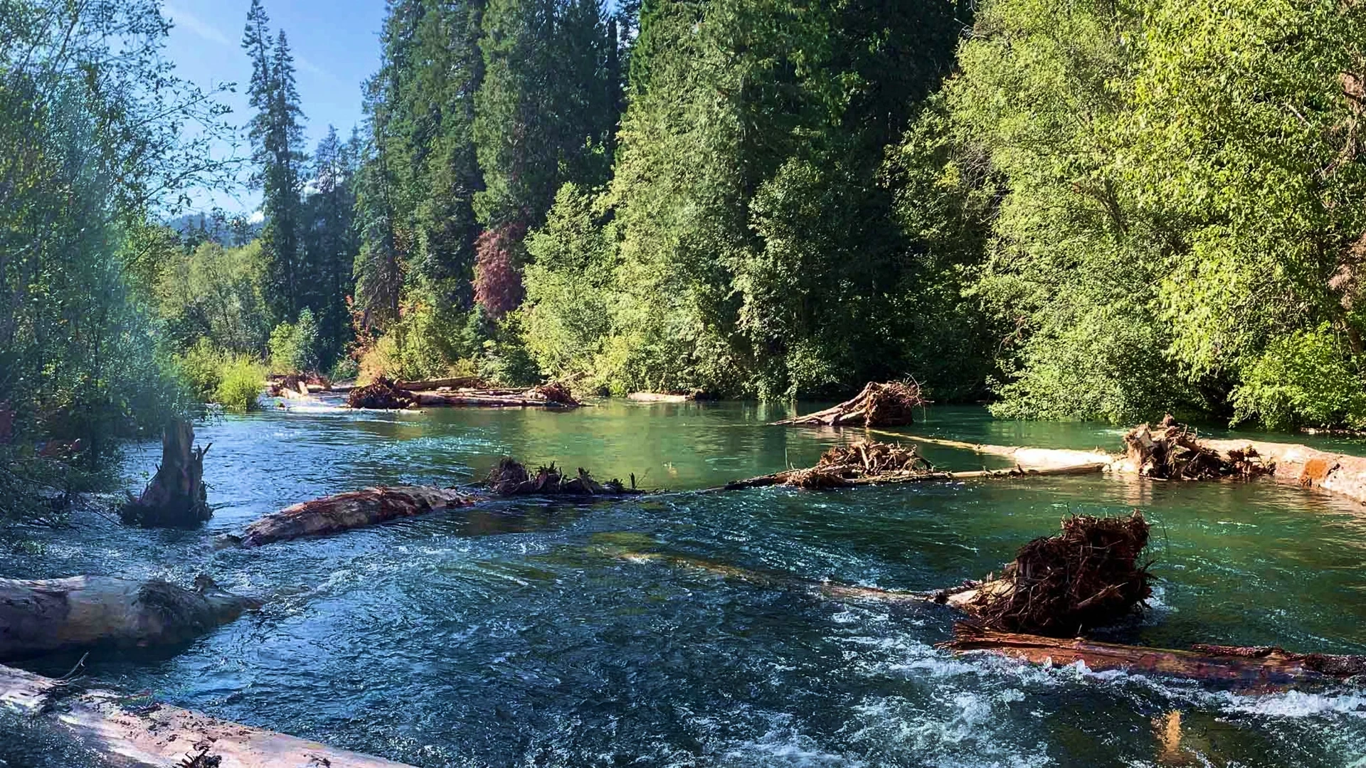 River flowing through a forest with logs placed for habitat restoration