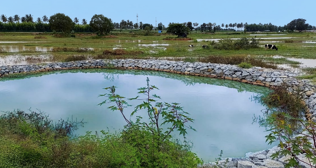 Stone-lined pond with a flooded field and grazing cattle